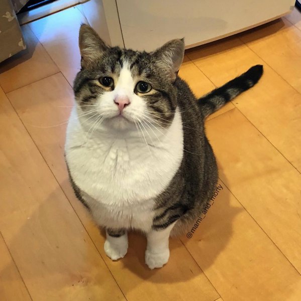 Грустные коты мемы