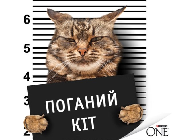 Кот Борис Мем