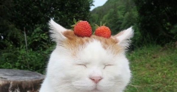 Котенок с клубникой