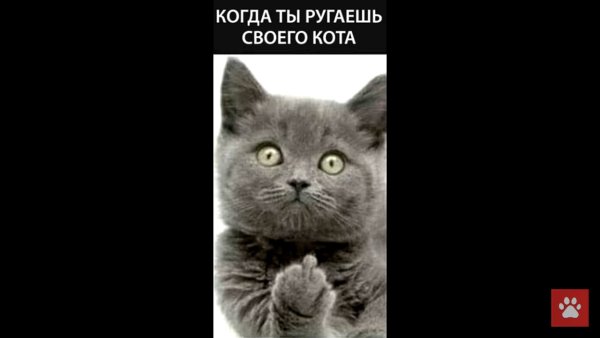 Когда ругаешь кота