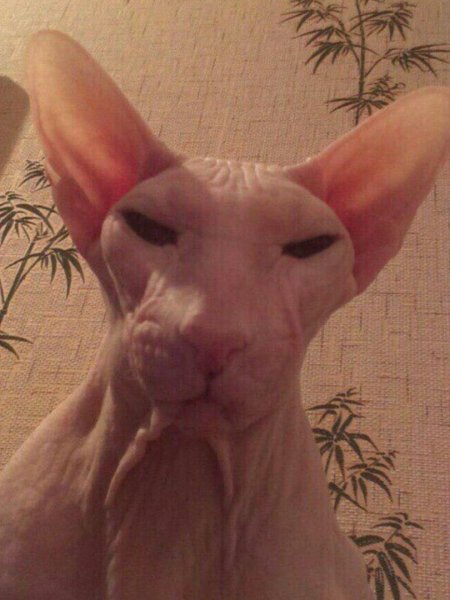 Смешные лысые коты