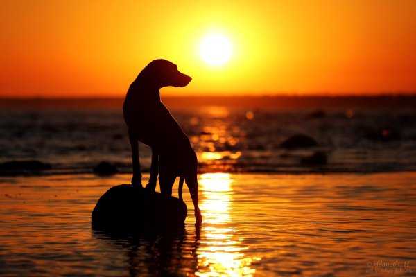 Собака на закате солнца