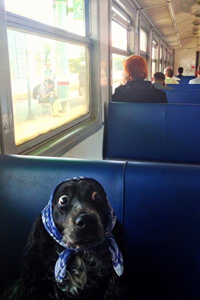 Электричка собака