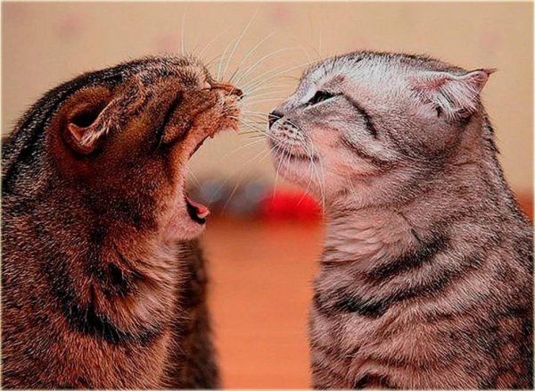 Ты моя злюка