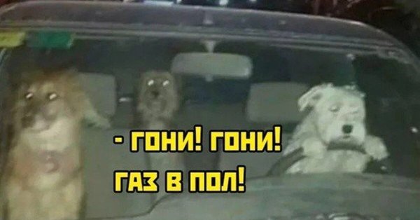 Собаки за рулем проскочим на серый