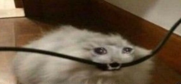 Кот перегрыз провод