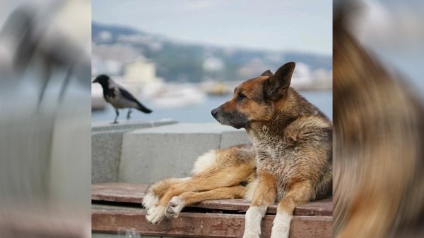 Крымский Хатико Мухтар