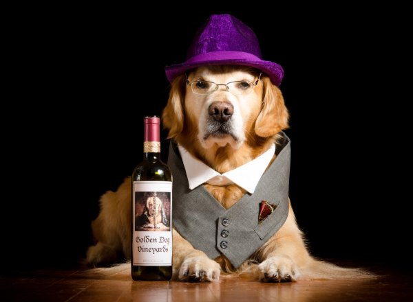 Бутылки для щенков