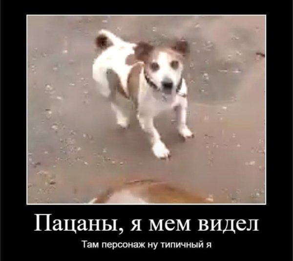 Собака с кегой