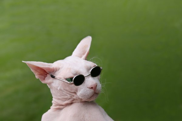 Сфинкс в очках