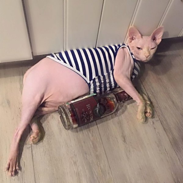 Лысые кошки