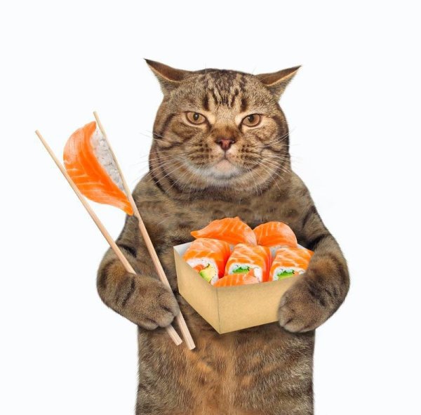 Кот ест суши