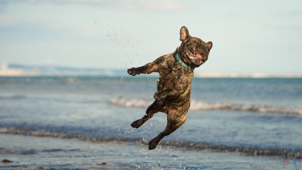 Радостная собака