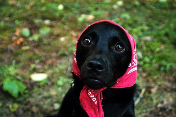 Собака в платочке