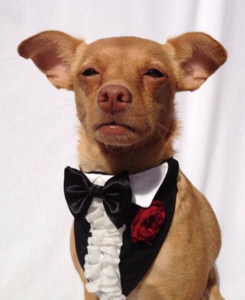 Костюм для собаки смокинг