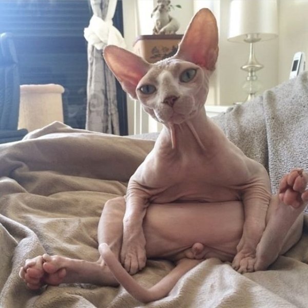 Лысая кошка