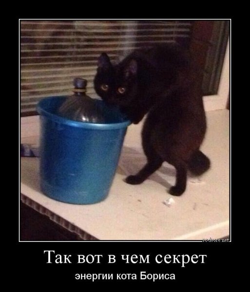 Вот в чем секрет энергии кота Бориса