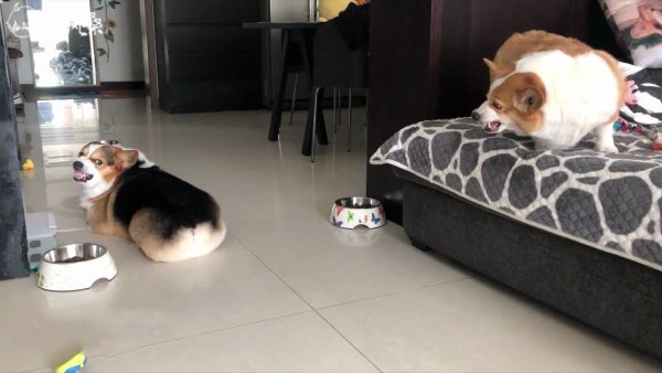 Гифка корги ругаются