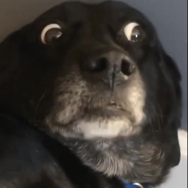 Черная собака Мем