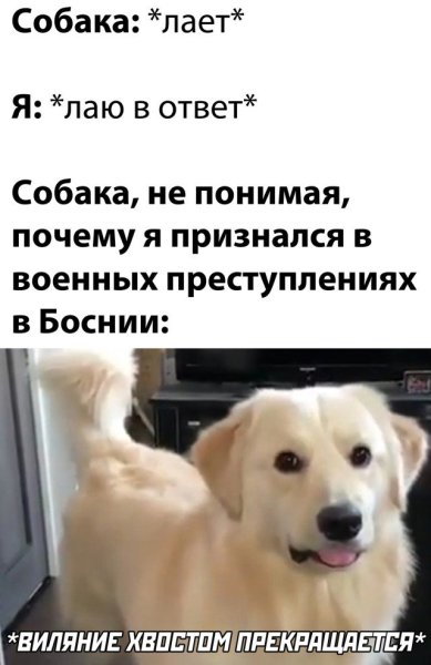 Собака лает