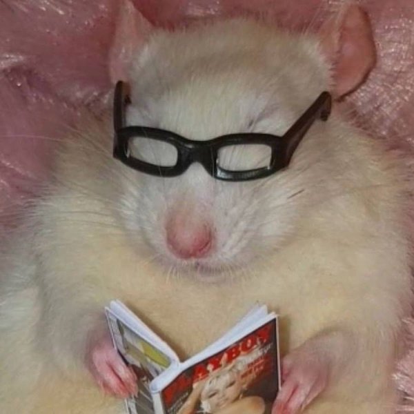 Хомяк в очках