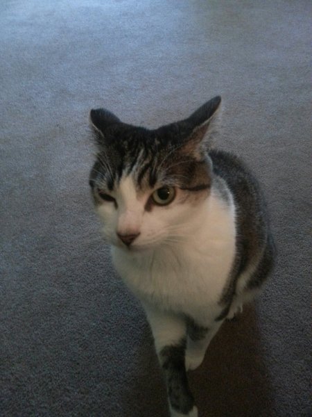 Кот подозревает