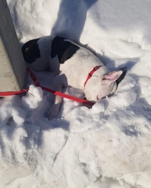 Замерзший пес