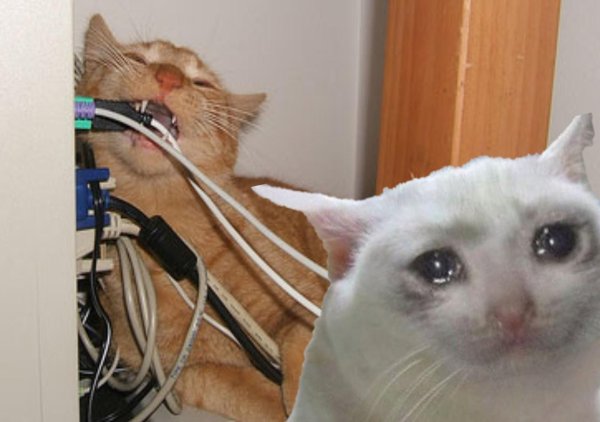 Кошка перегрызла провод