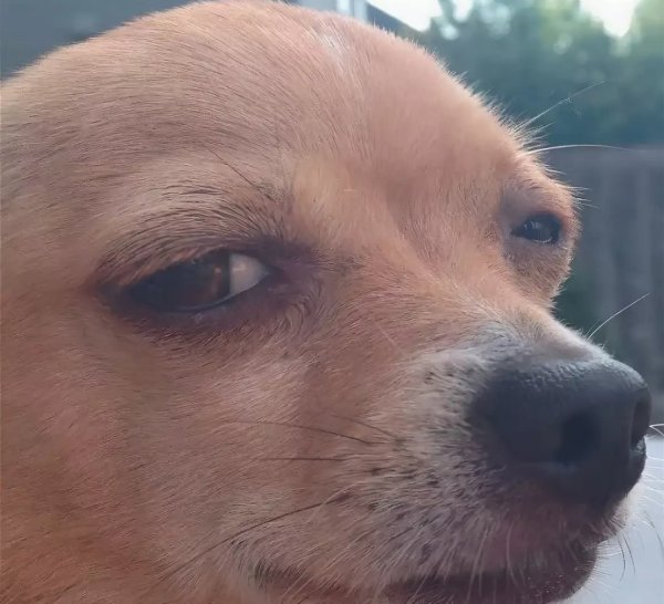 Подозрительный пес