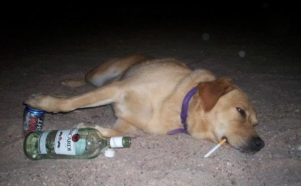 Собака бухает