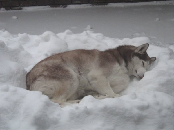 Собака замерзла в снегу
