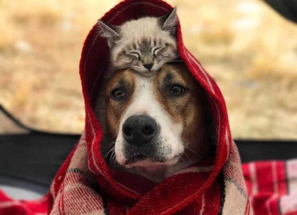 Просто животные 2018