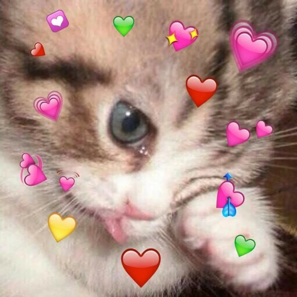 Котенок плачет от счастья