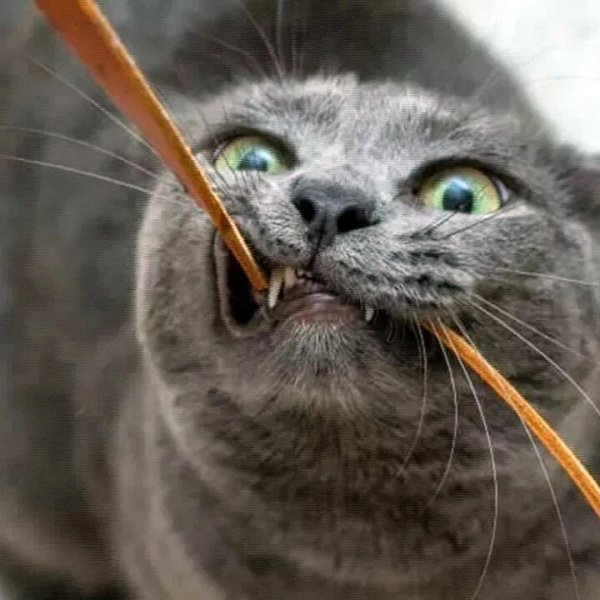 Котик перегрызает провод