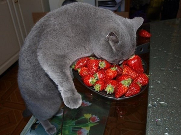 Клубника и животные