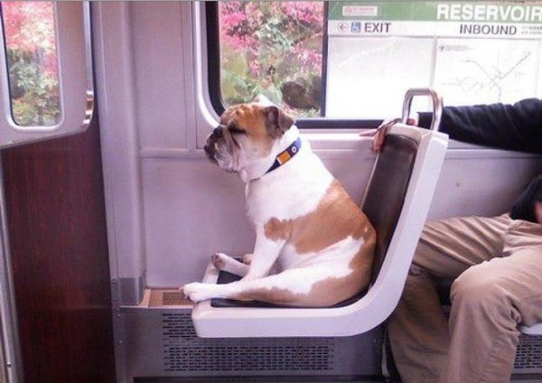 Собака в автобусе