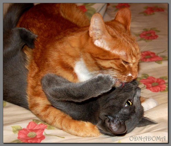 Любовь котов черного и рыжего