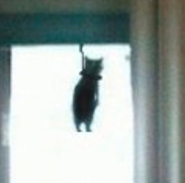 Кот повесился в дверном проёме