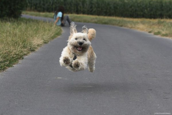 Собака бежит