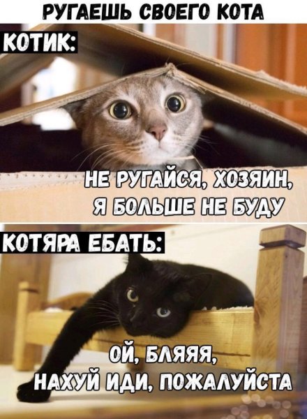 Кота ругают