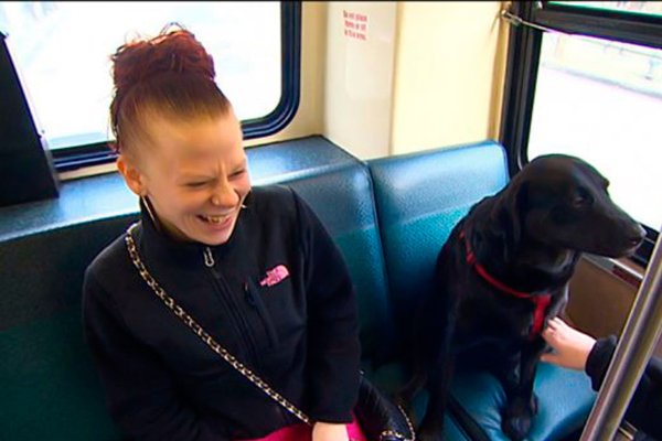 Собака в автобусе