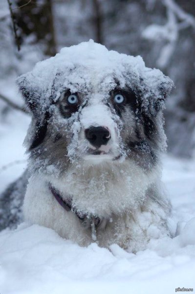 Собака в снегу