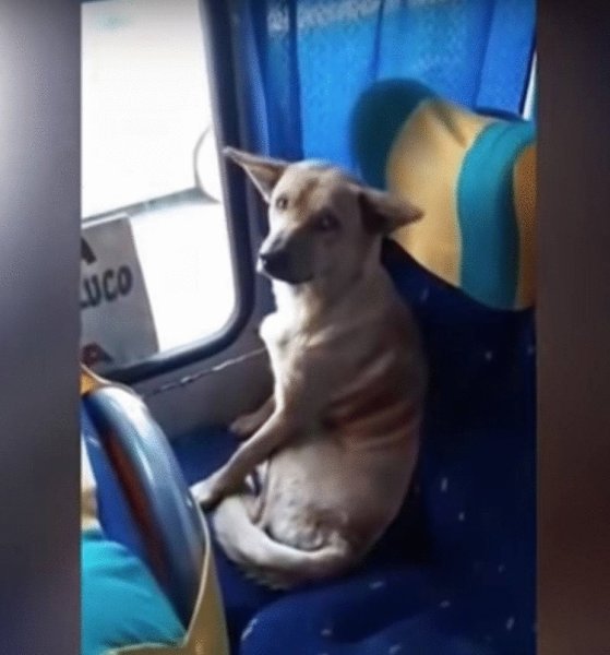 Собака пассажир