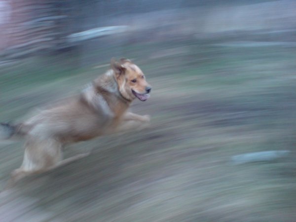 Щенок бежит