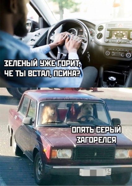 Собаки за рулем проскочим на серый