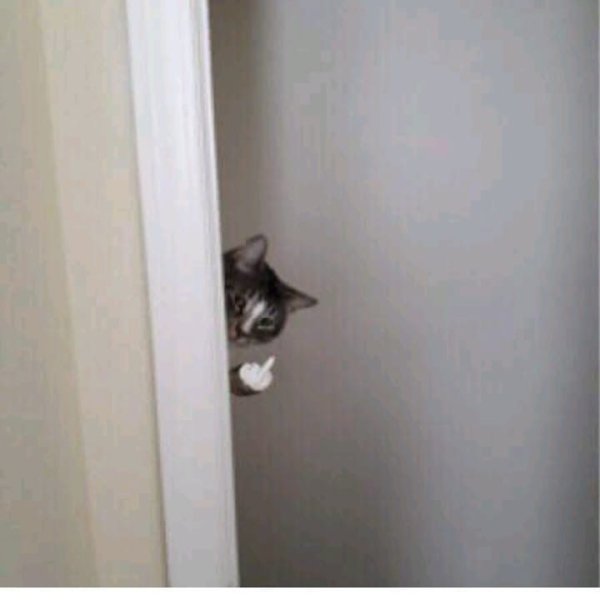 Кот показывает средний палец