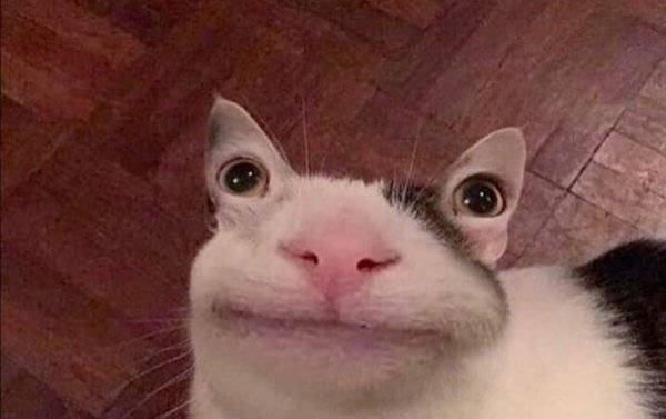 Кот перегрыз провод