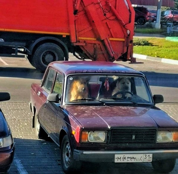 Собака за рулем