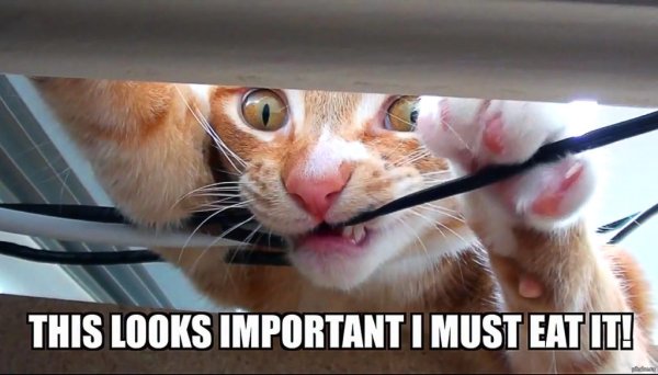 Кот перекусывает провод