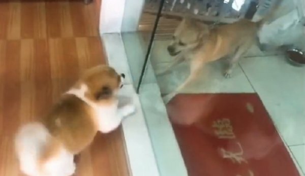 Стеклянная дверь для собаки